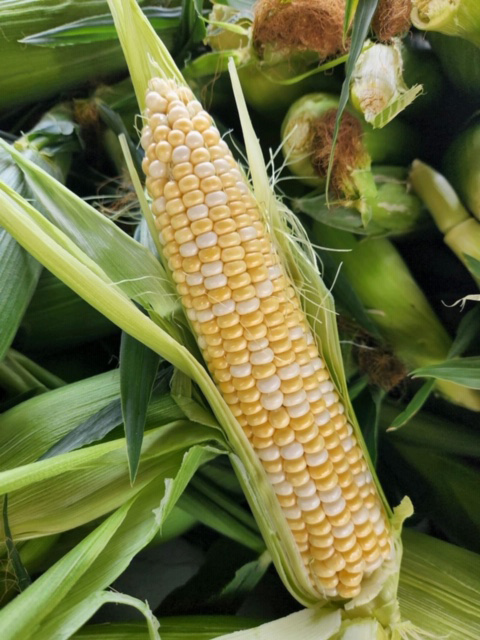 Corn