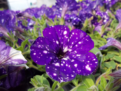 Purple Spotted Petunias