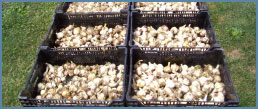 Garlic