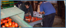 Sorting tomatoes