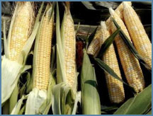 Sweet Corn